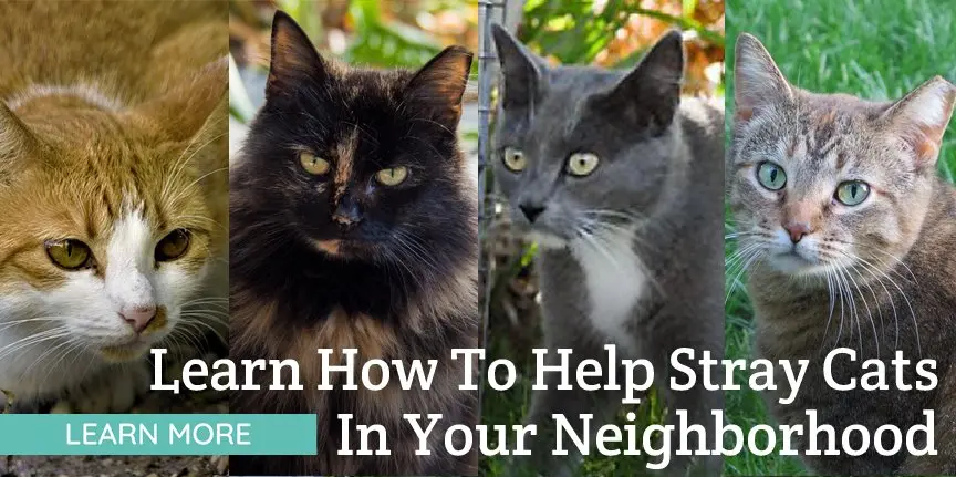 learn-how-to-help-stray-cats-2